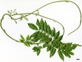 SpeciesSub: var. macrostachya